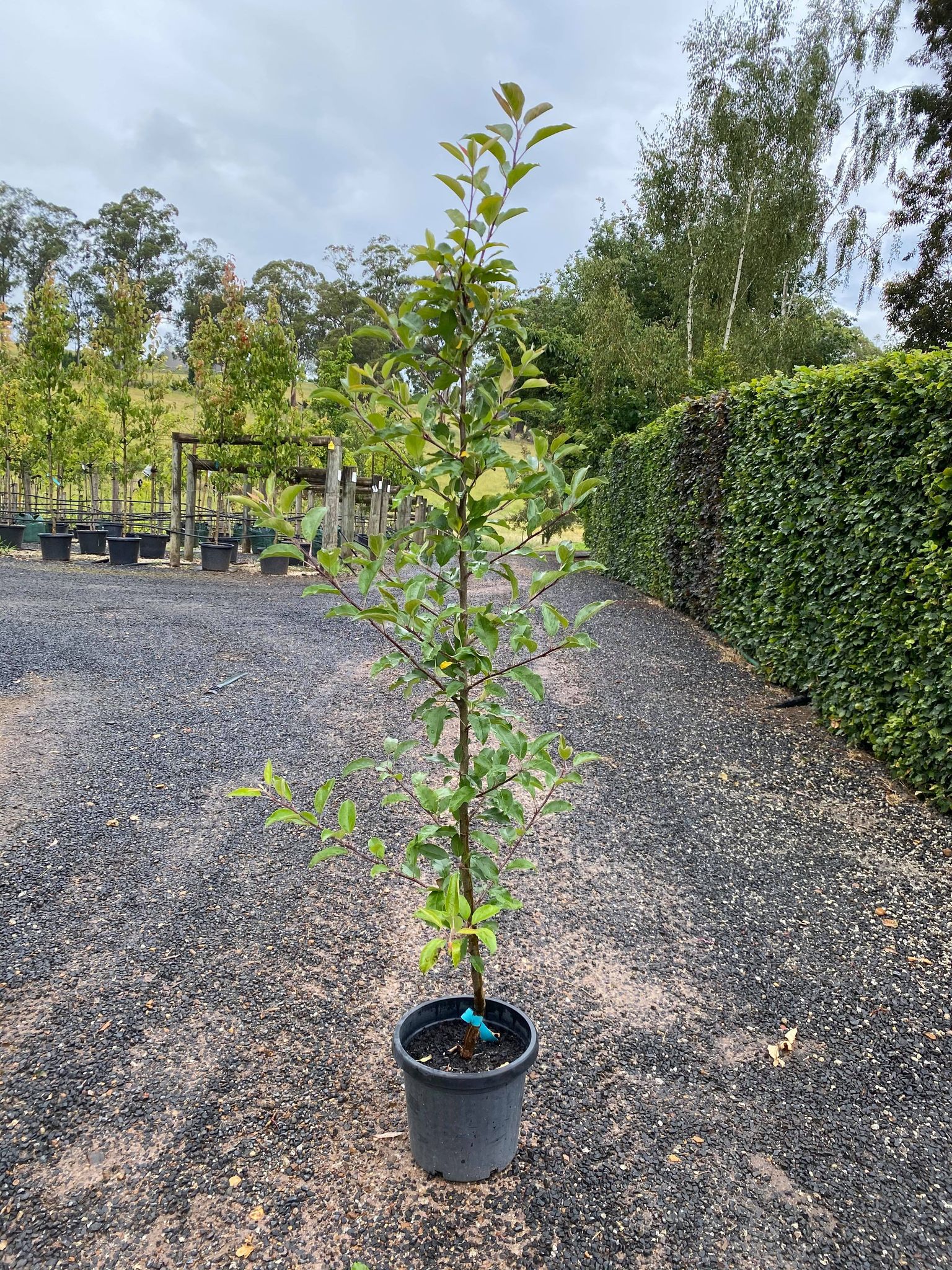 Apple Pink Lady Blerick Tree Farm