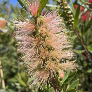Callistemon citrinus- Pink Champagne