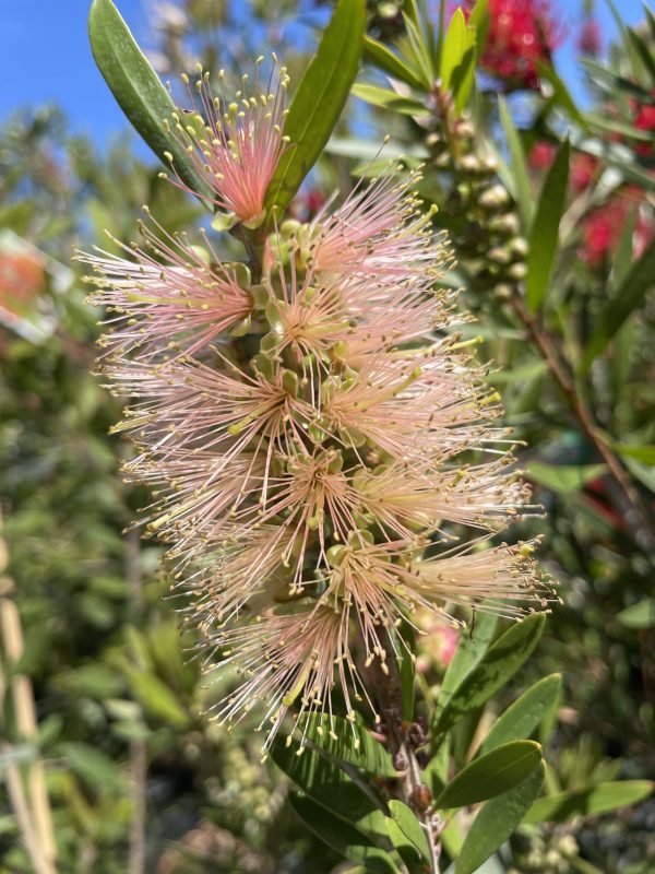 Callistemon citrinus- Pink Champagne