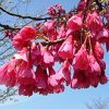 Prunus campanulata - Flowering Cherry - Image 2