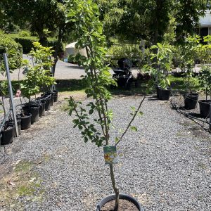Pear – Baby Face