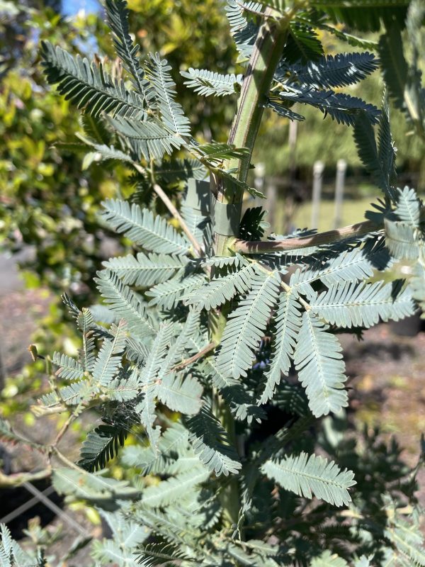 Acacia baileyana - Cootamundra wattle