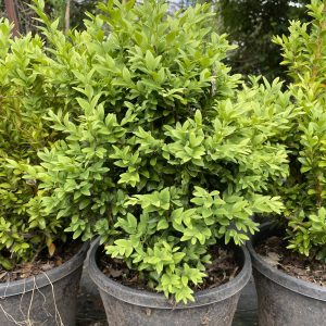 Buxus sempervirens - English Box
