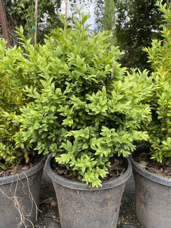 Buxus sempervirens - English Box