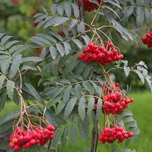 Sorbus aucuparia - Rowan Tree or Mountain Ash