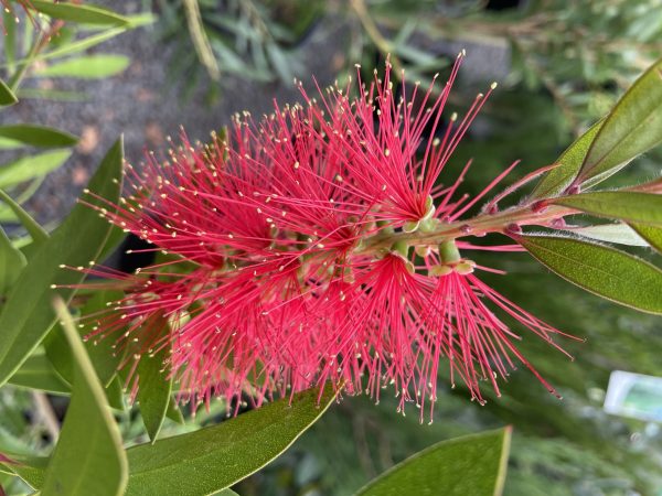 Callistemon citrinus 'Endeavour' - Image 2