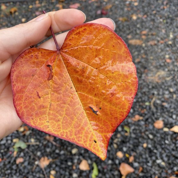 Cercis canadensis - Forest Pansy - Image 2