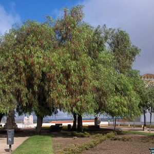 Schinus molle - Peruvian Peppercorn Tree