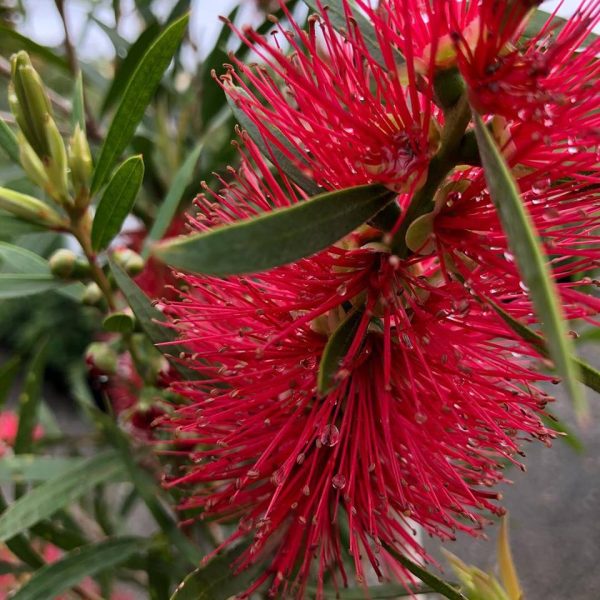 Callistemon 'Kings Park Special' - Image 2