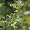 Pittosporum tenuifolium 'Silver Sheen' - Image 3