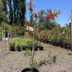 Callistemon 'Kings Park Special'