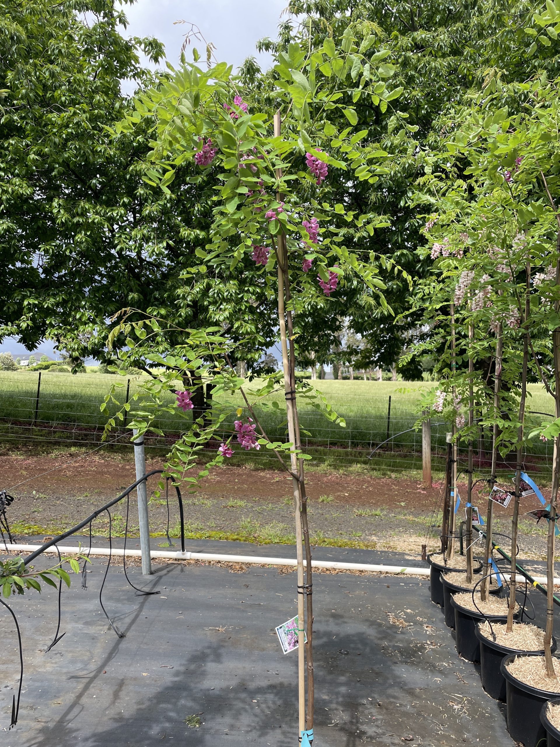 Robinia x ambigua - Casque Rouge - Blerick Tree Farm