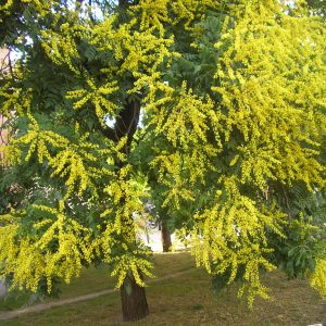 Koelreuteria paniculata - Golden Rain Tree