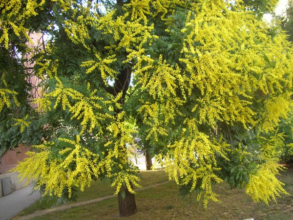 Koelreuteria paniculata - Golden Rain Tree