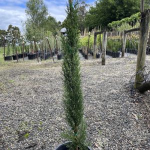 Cupressus sempervirens 'Glauca' - Italian Pencil Pine