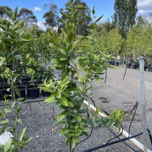 Lime - Australian