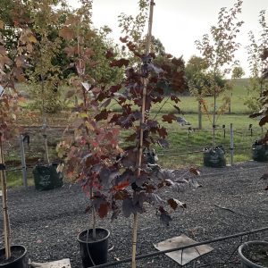 Acer platanoides - Crimson King