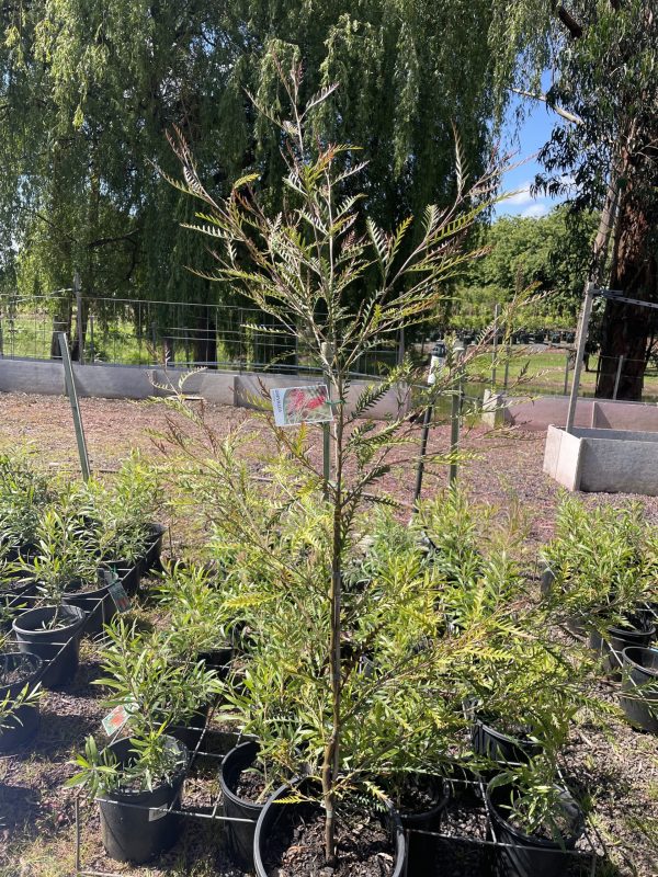 Grevillea 'Ivanhoe'