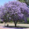 Jacaranda mimosifolia - Jacaranda