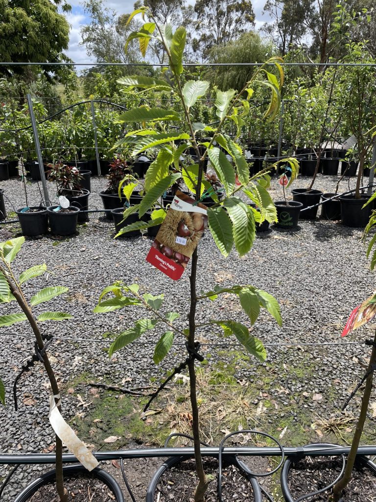 Chestnut Flemings Prolific Blerick Tree Farm