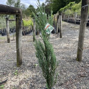 Junipers scopulorum 'Skyrocket'