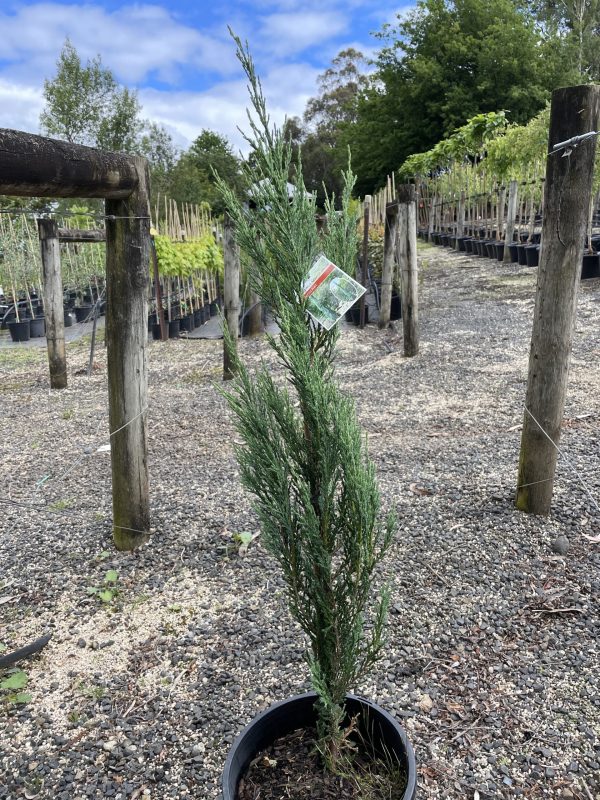 Junipers scopulorum 'Skyrocket'