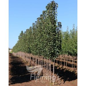 Pyrus calleryana  x pyrifolia 'NCPX1' Javelin