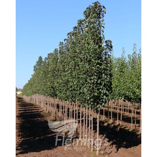 Pyrus calleryana  x pyrifolia 'NCPX1' Javelin