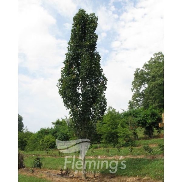 Pyrus calleryana  x pyrifolia 'NCPX1' Javelin - Image 3
