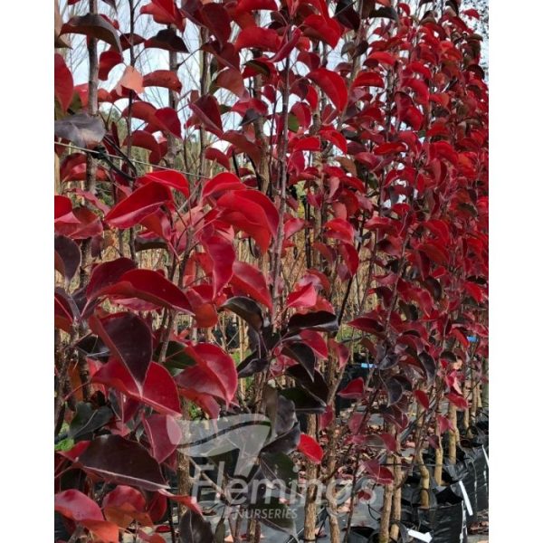 Pyrus calleryana  x pyrifolia 'NCPX1' Javelin - Image 4