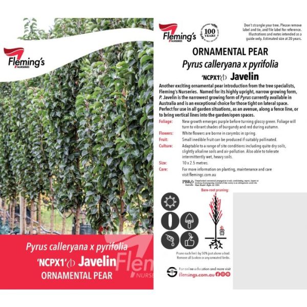 Pyrus calleryana  x pyrifolia 'NCPX1' Javelin - Image 5