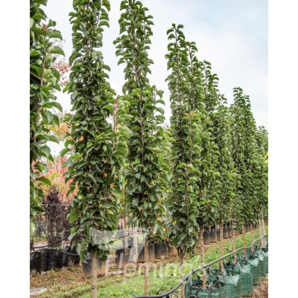 Pyrus calleryana  x pyrifolia 'NCPX1' Javelin - Image 2