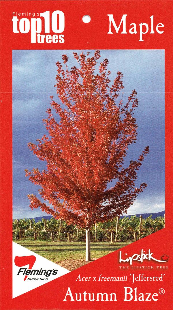 Acer x freemanii - Autumn Blaze / Jeffersred - Image 4