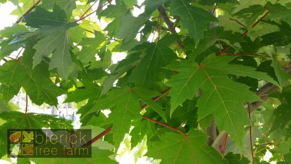 Acer x freemanii - Autumn Blaze / Jeffersred - Image 3