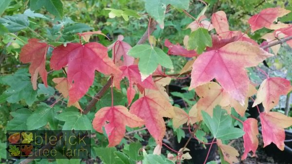 Acer beurgerianum - Trident Maple Tree - Image 2
