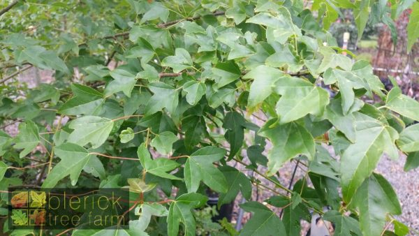 Acer beurgerianum - Trident Maple Tree - Image 3