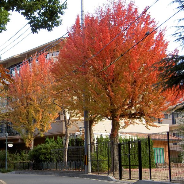 Acer beurgerianum - Trident Maple Tree