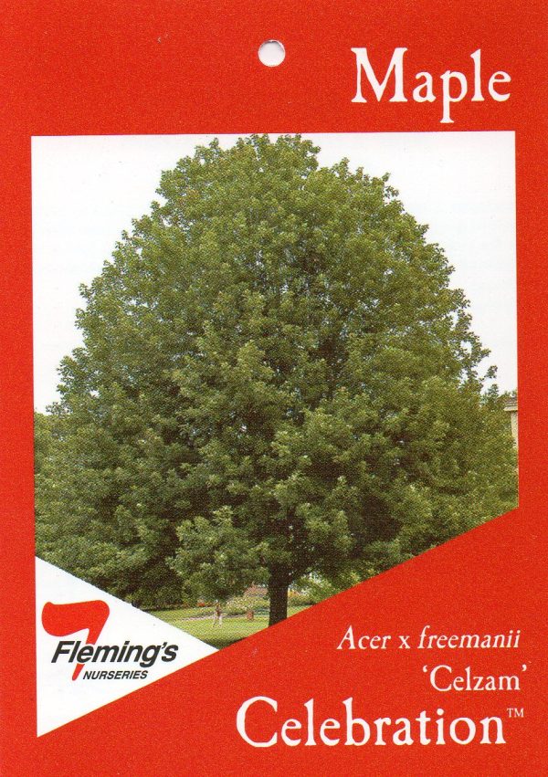 Acer x freemanii 'Celebration'