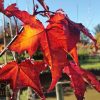 Acer platanoides - Crimson King - Image 3