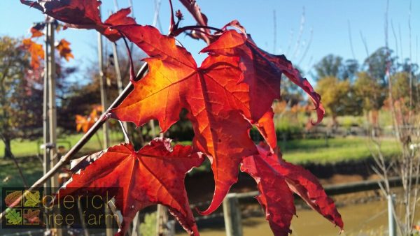 Acer platanoides - Crimson King - Image 3