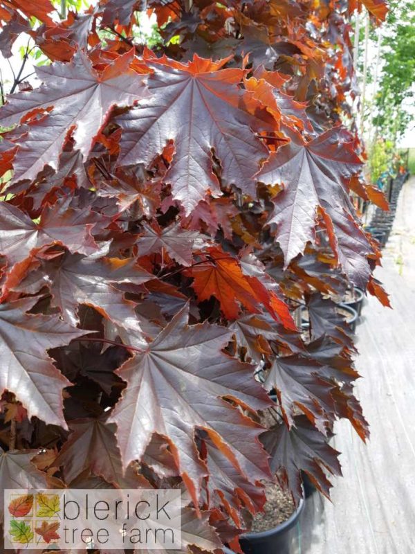 Acer platanoides - Crimson King