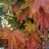 Acer platanoides - Crimson Sentry - Image 3