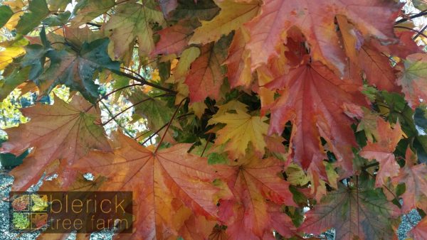 Acer platanoides - Crimson Sentry - Image 3