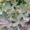 Acer platanoides - Crimson Sentry