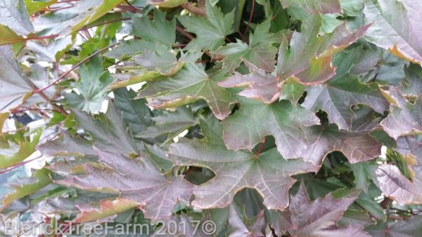 Acer platanoides - Crimson Sentry
