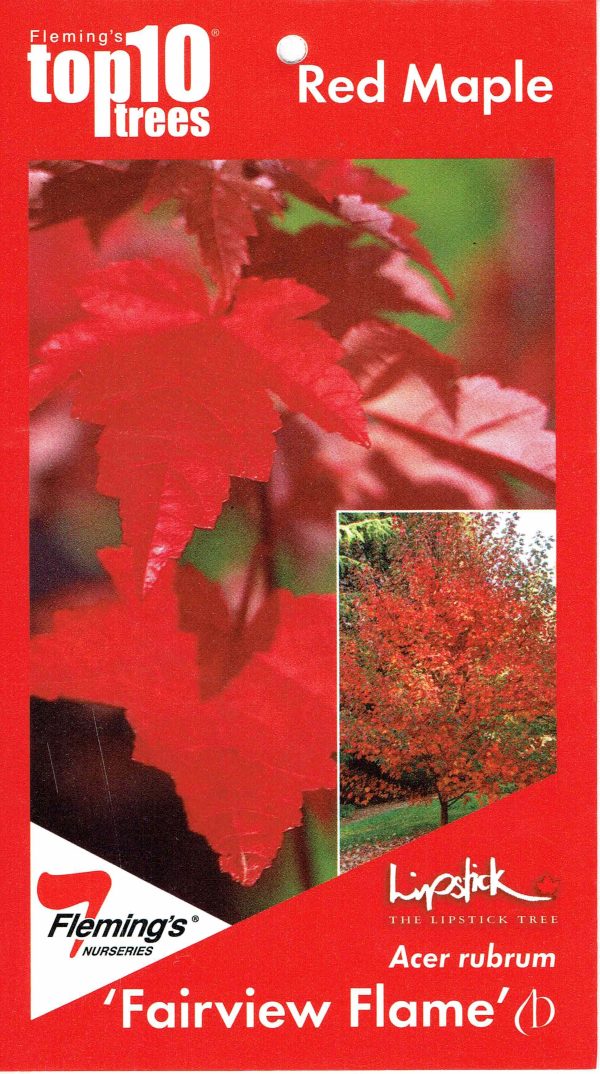 Acer rubrum - Fairview Flame