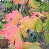 Acer japonicum vitifolium - Full Moon Maple