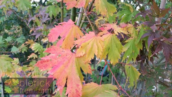 Acer japonicum vitifolium - Full Moon Maple