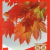 Acer japonicum vitifolium - Full Moon Maple - Image 3