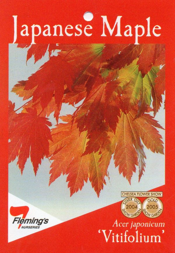 Acer japonicum vitifolium - Full Moon Maple - Image 3